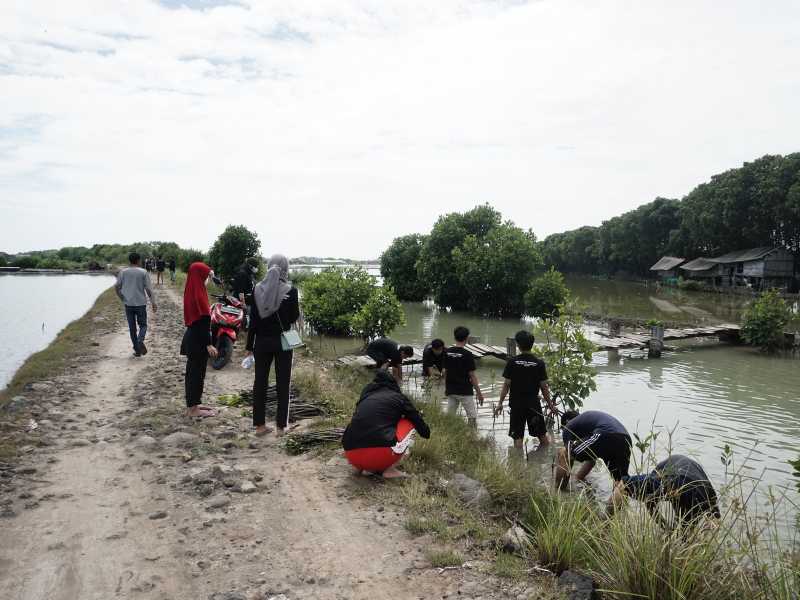 Gambar mangrove