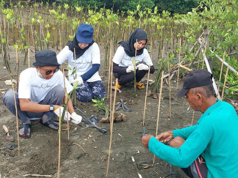 Penanaman mangrove oleh arkadia works