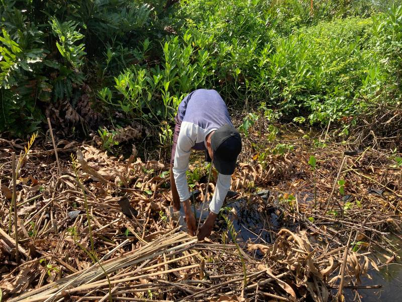 Penanaman mangrove oleh mitra petani kampung laut