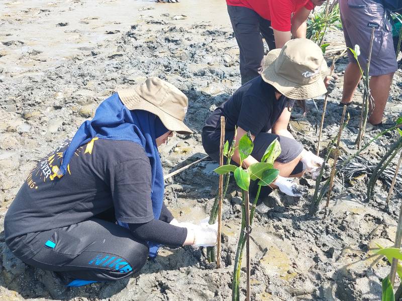 Penanaman bibit mangrove