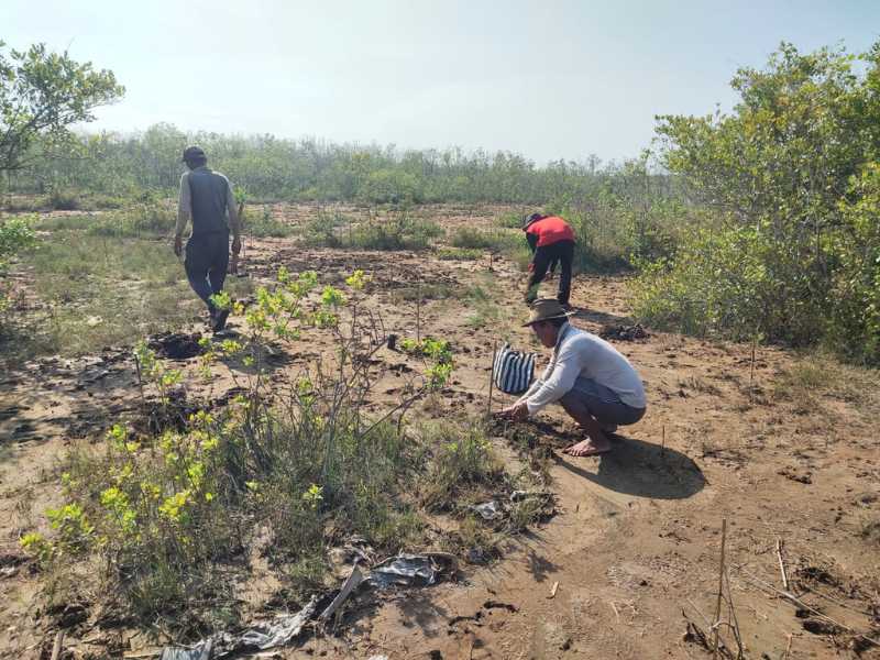 Penanaman pohon di Pulau Cemara