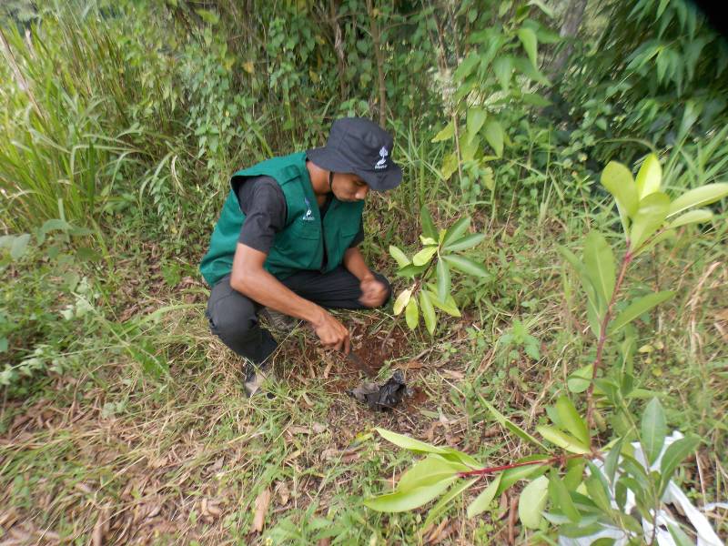 penanaman pohon di awi poleng