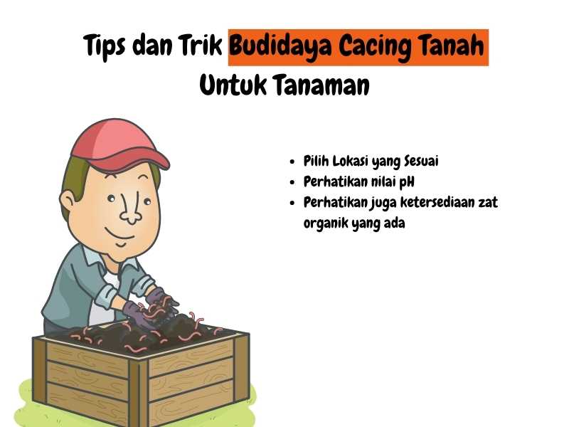 Budidaya cacing tanah.
