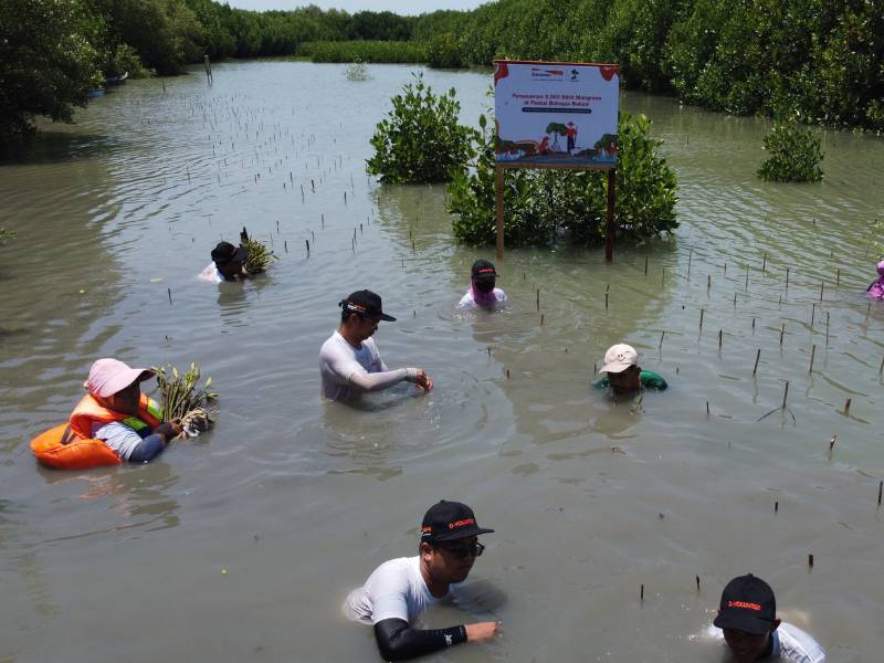 penanaman mangrove di pantai bahagia