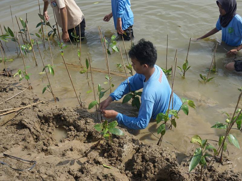 Earthero tanam mangrove di Pantai Kartika Jaya