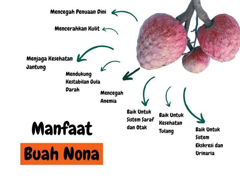 Manfaat buah nona