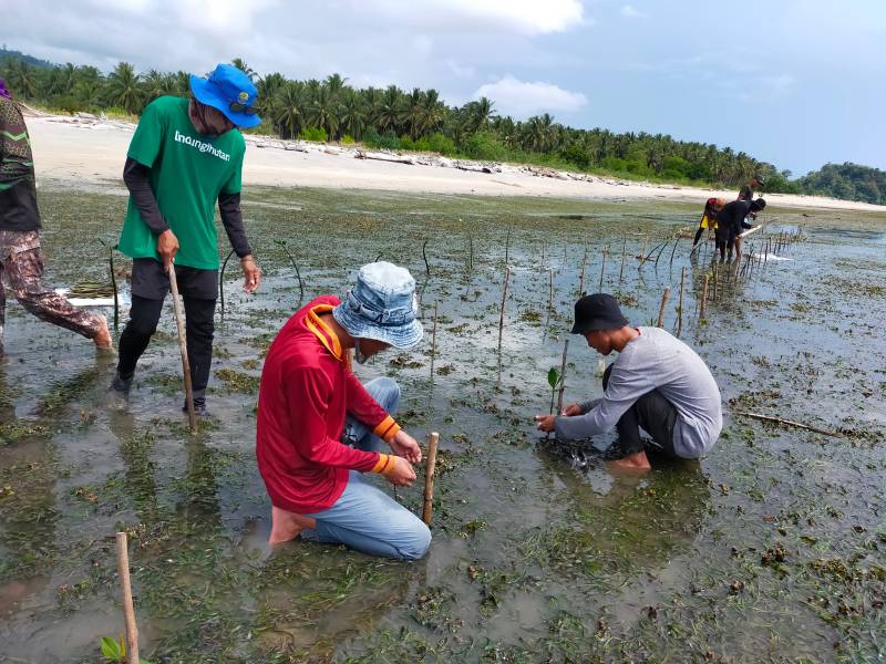 UMA PAK tanam mangrove di Pesisir Ogotua