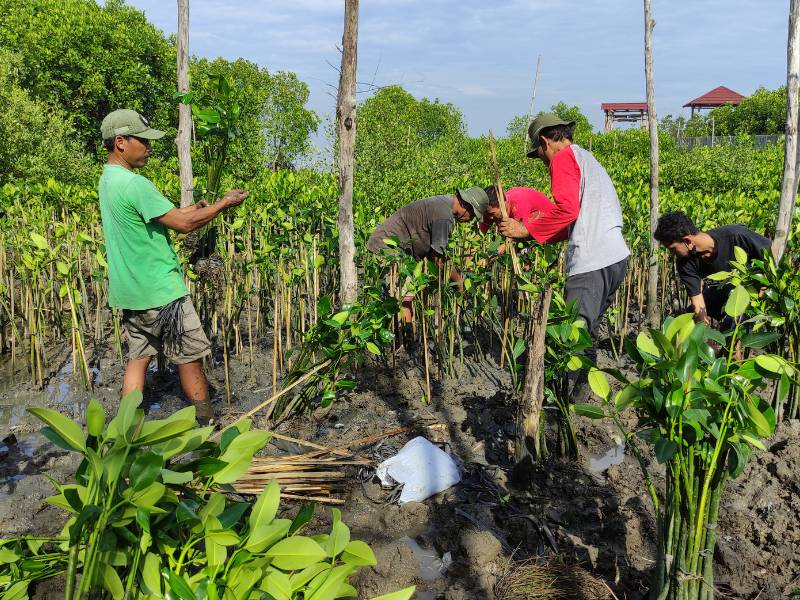 Penanaman mangrove qualita company