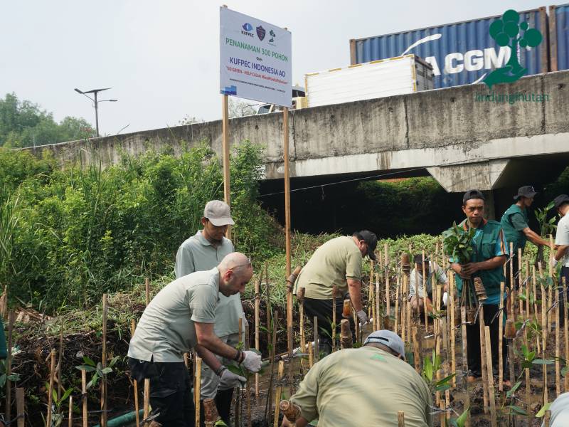 Penanaman mangrove oleh KUFPEC Indonesia