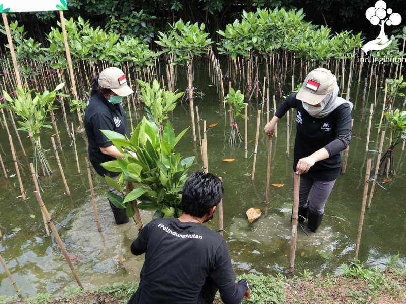 Bank Mega Syariah Tanam Mangrove