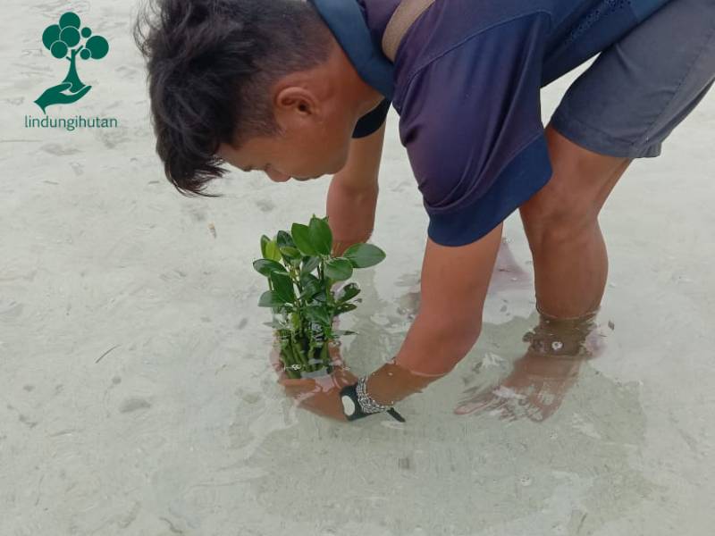 Happyfit Indonesia tanam mangrove di Pulau Pari