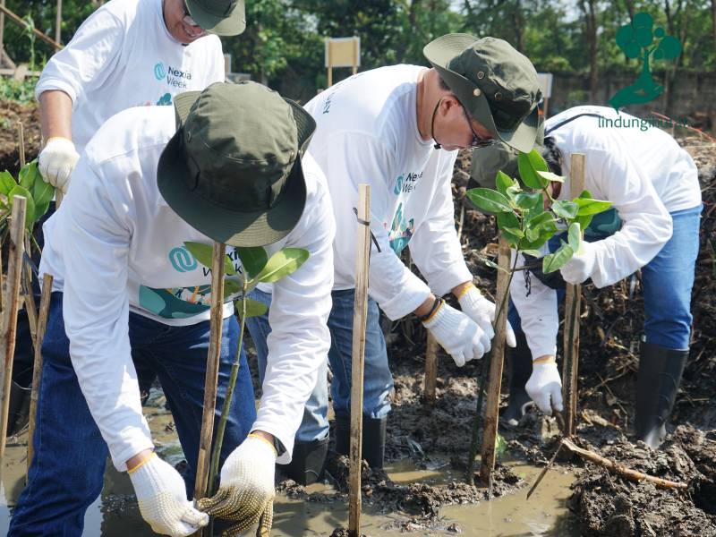 Penanaman 300 mangrove Nexia KPS