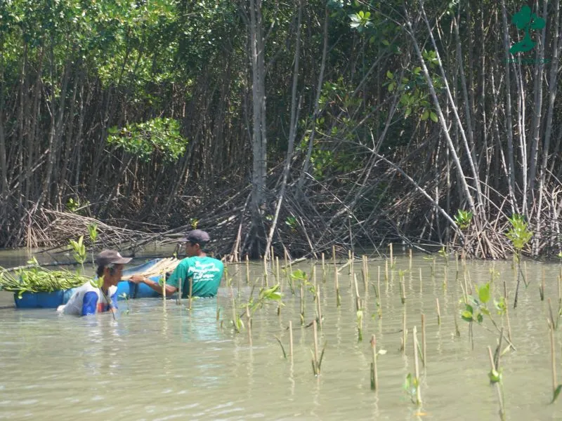 Penanaman mangrove Sisa Benang Desa Bedono