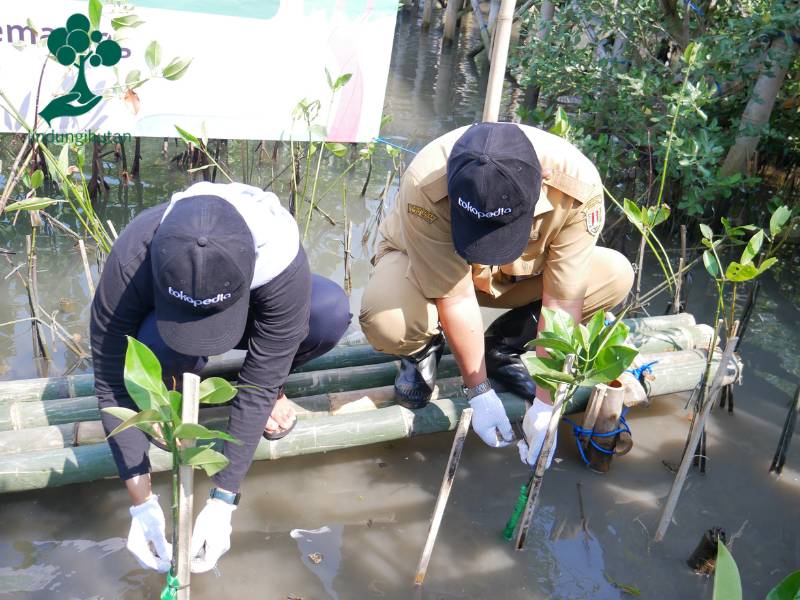 Penanaman mangrove Tokopedia di Pesisir Tambakrejo