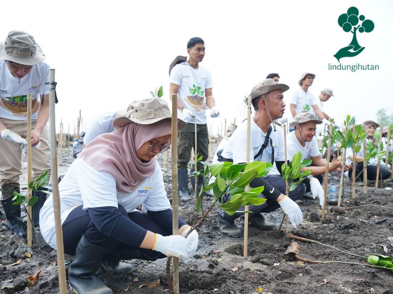 Penanaman pohon mangrove oleh Mandiri Sekuritas