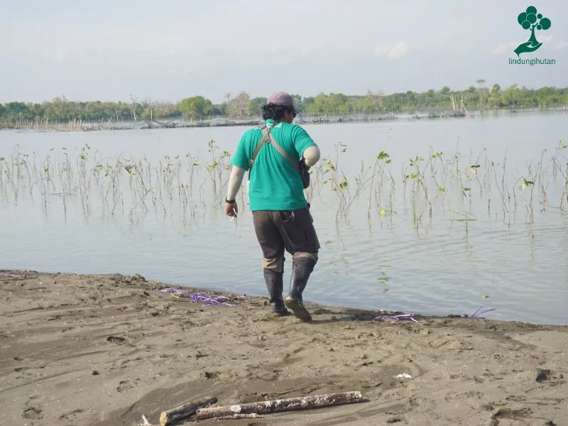 Pohon mangrove Magani Nosweat