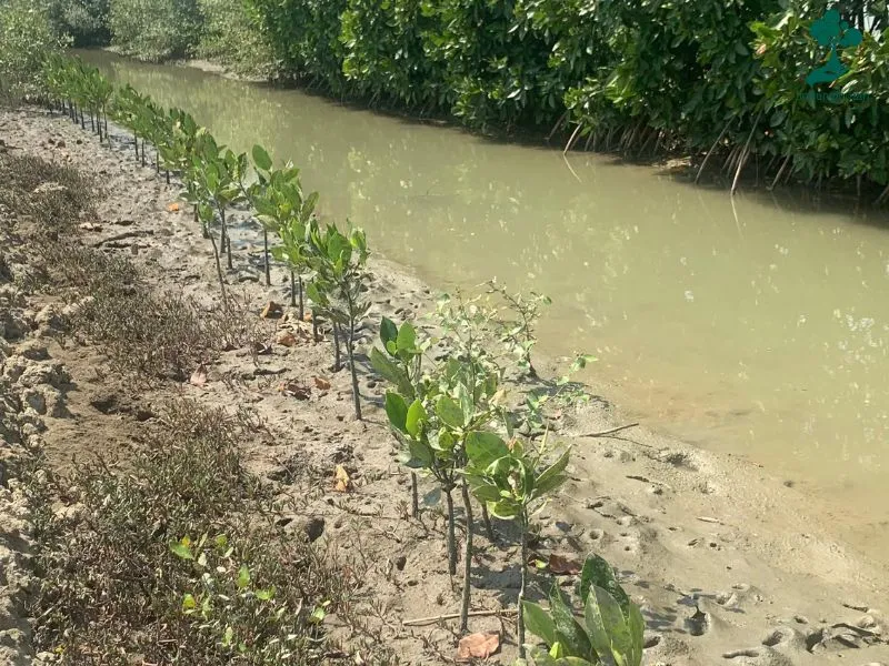Pohon mangrove Wardrobe and Storie