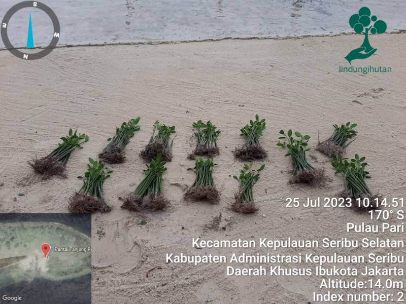 Ratusan mangrove dari Happyfit Indonesia