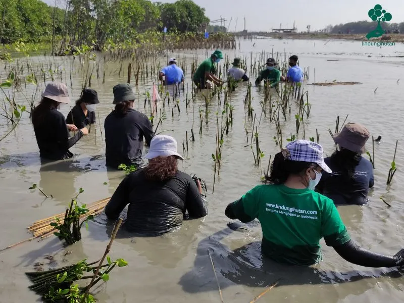 Brand pakaian Wardrobe and Storie menanam mangrove
