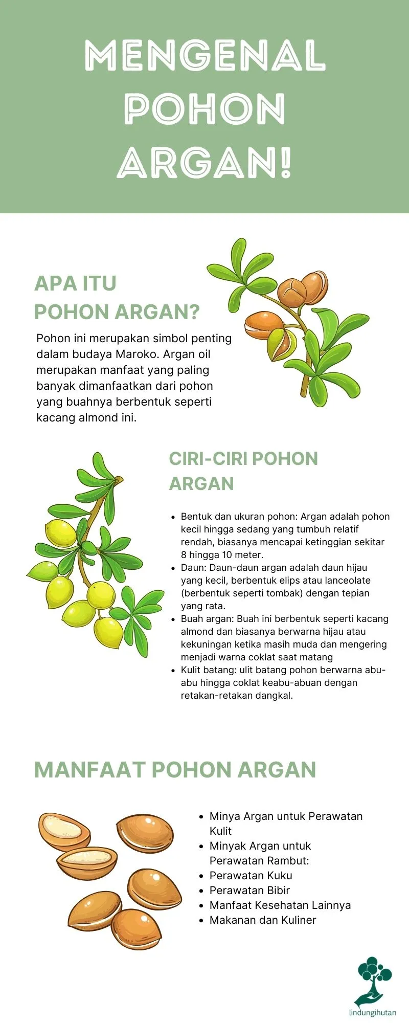 Gambar Pohon-Argan