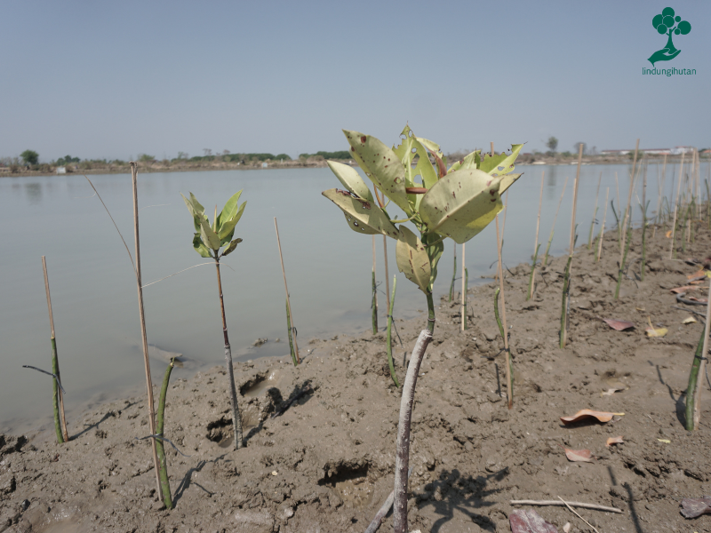 Gambar-mangrove 