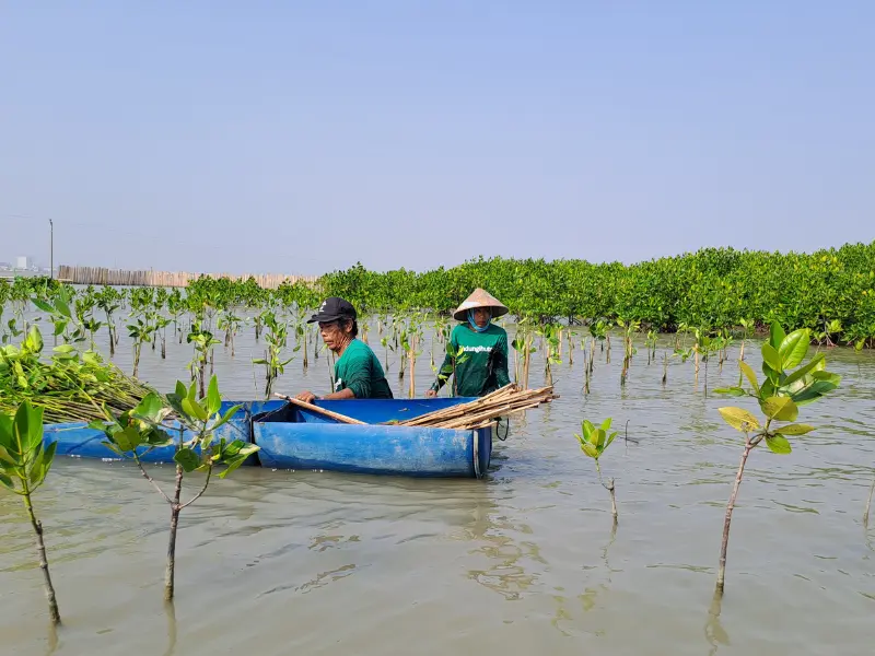 penanaman mangrove brighty