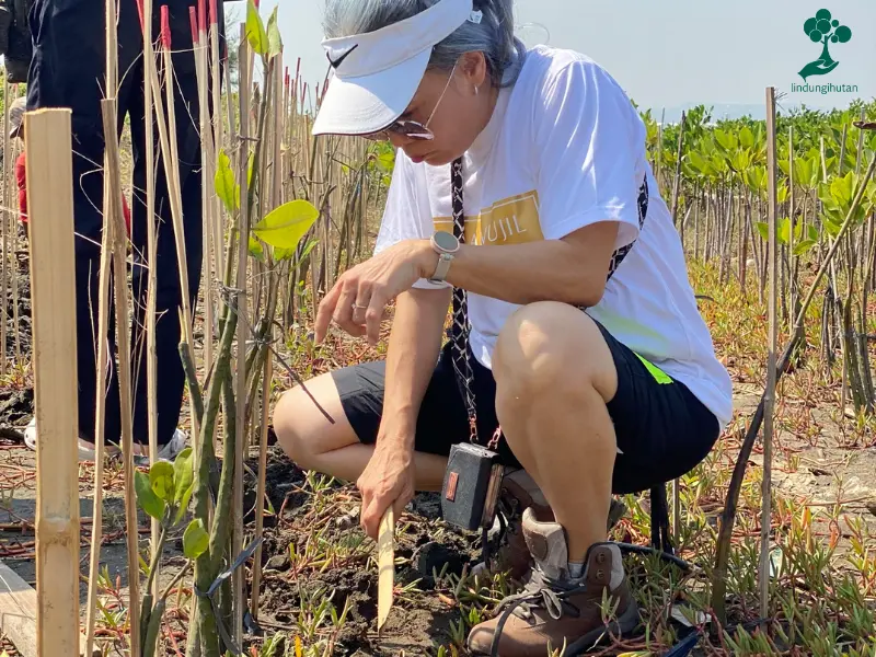 penanaman mangrove by wujil resort