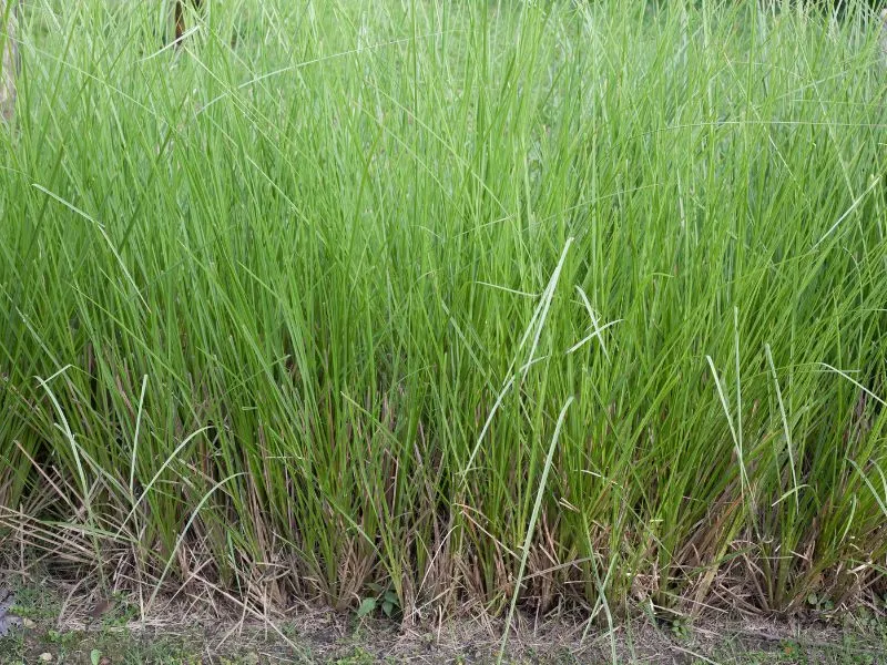 Gambar-tanaman-akar-wangi-_1_