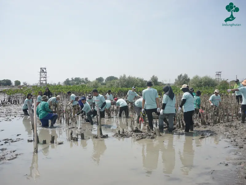 Implementasi SDGs Lingkungan Bersama LindungiHutan 82 implementasi sdgs lingkungan penanaman mangrove