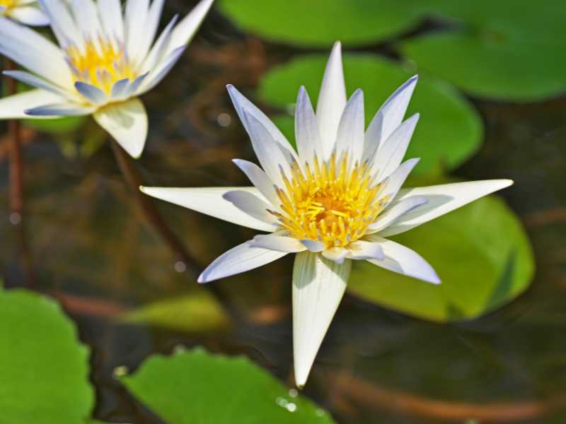 Bunga Padma Gading (Nymphaea tetragona)