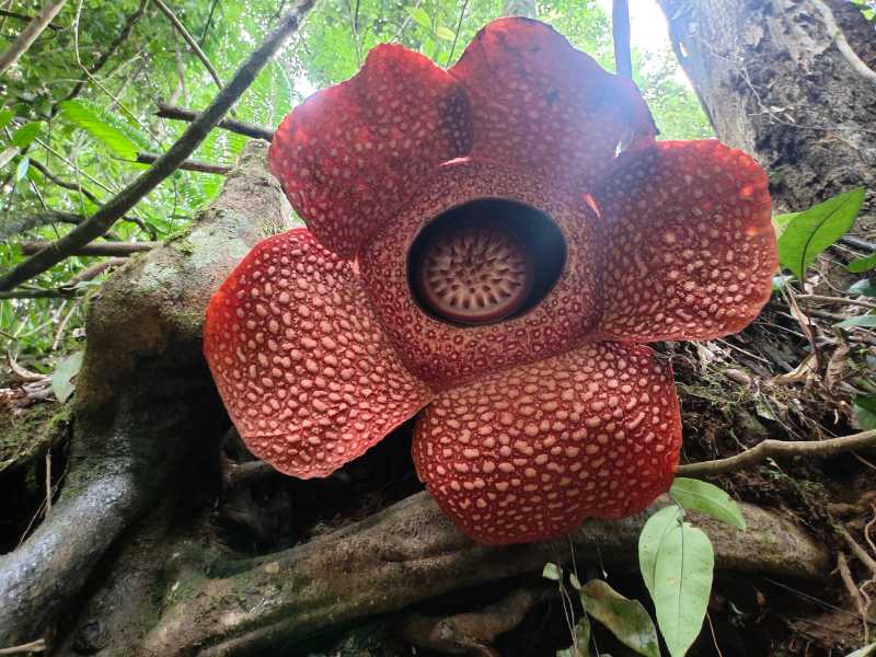 Bunga raflesia arnoldi