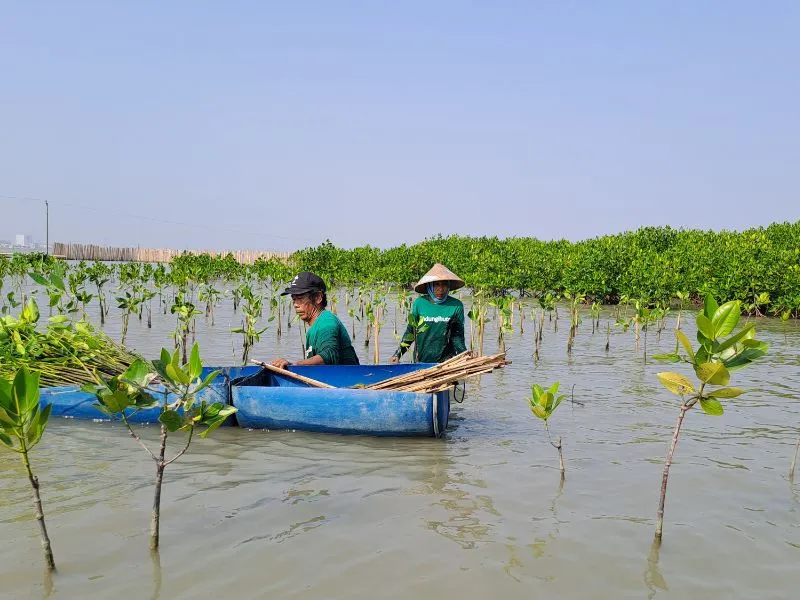 Gambar hutan mangrove