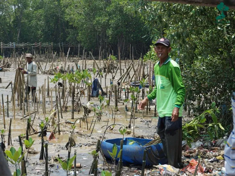 Kondisi Mangrove Tangkolak Karawang