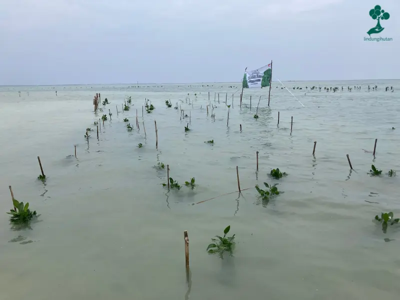 Lokasi penanaman FIFGROUP di Pulau Pari