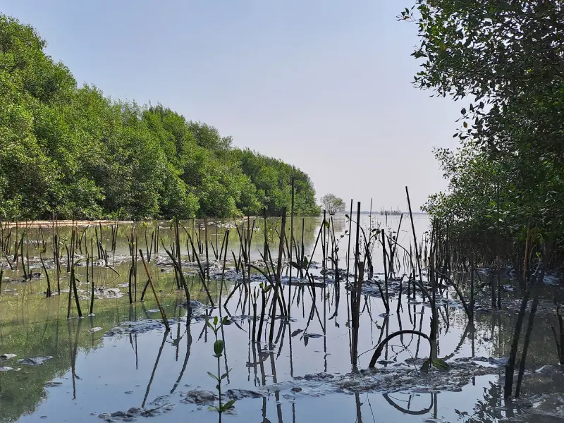 Lokasi penanaman mangrove Asuransi Rama