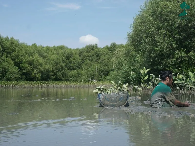 Lokasi penanaman mangrove Pantai Trimulyo