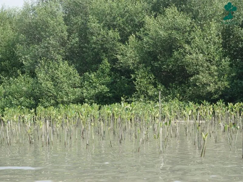 Mangrove trimulyo genuk