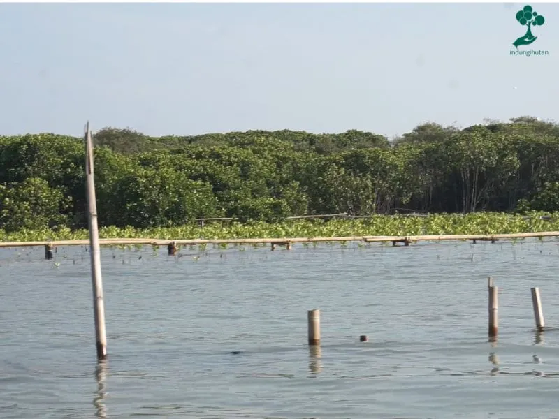 Penanaman Mangrove Desa Bedono