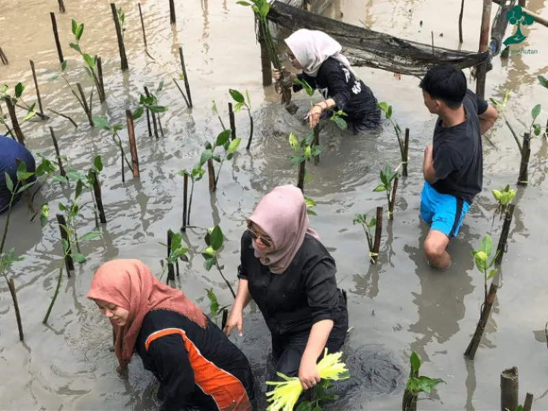 Penanaman Mangrove Ikatan Mahasiswa Mesin UI