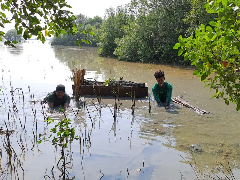 Penanaman mangrove oleh mitra petani LindungiHutan