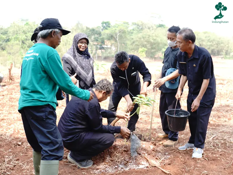 Penanaman pohon alpukat di Desa Koranji