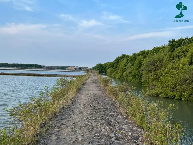 Lokasi Ekowisata Mangrove Caplok Barong