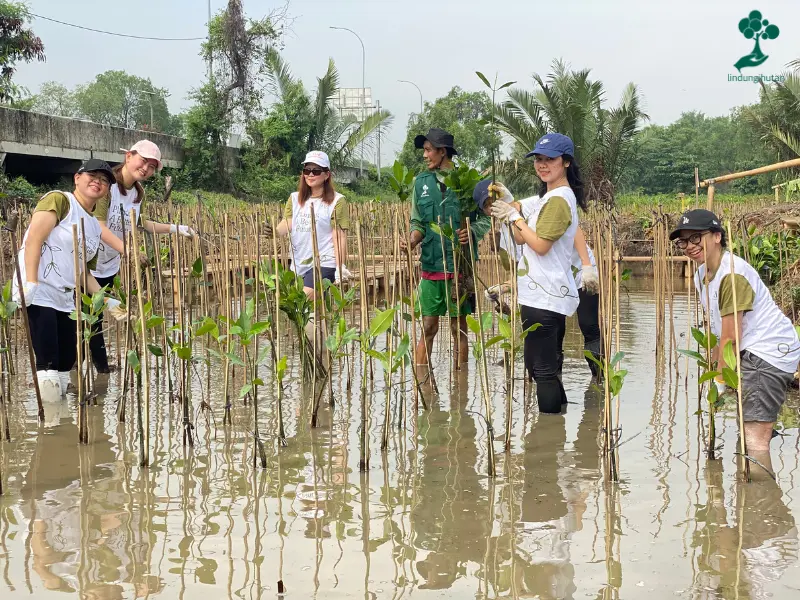 PT Mitra Adiperkasa Tbk tanam mangrove