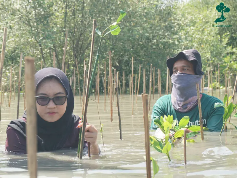 Penanaman mangrove Bhumi di Pantai Bahagia