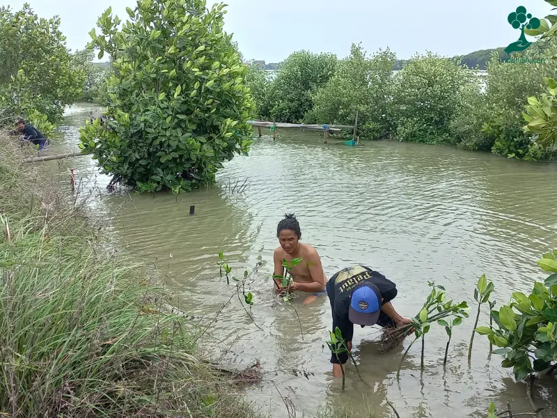 Penanaman mangrove di Ekowisata Mangrove Caplok Barong