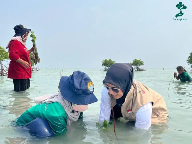 PetroChina International Jabung Ltd Menanam mangrove