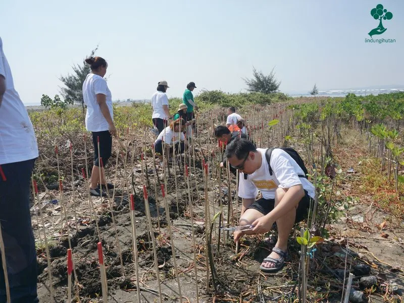 The wujil resort tanam mangrove di Semarang