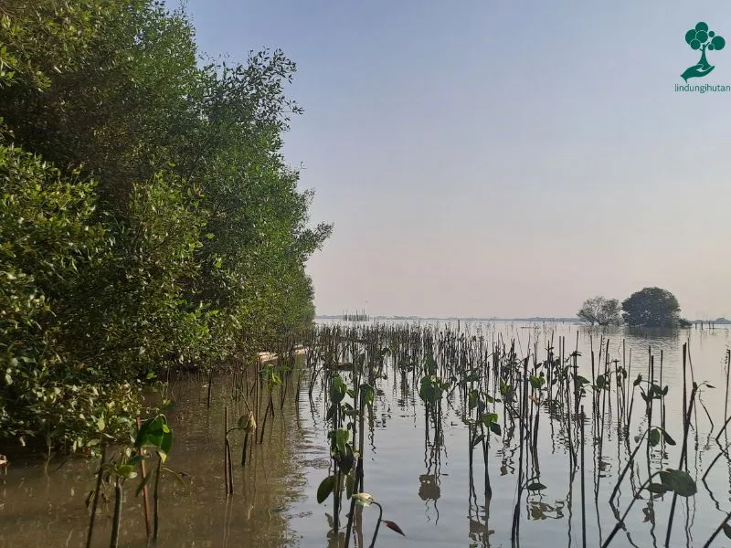 3.000 pohon mangrove Asuransi Rama di Trimulyo