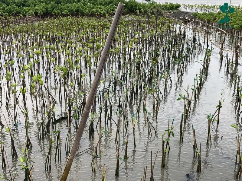 Hutan mangrove mangunharjo Kota Semarang