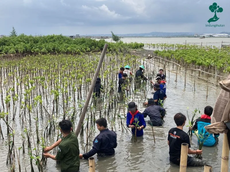 PT Tina Central International menanam mangrove